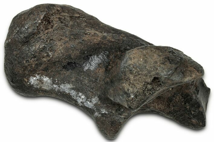 Pleistocene Fossil Horse (Equus) Calcaneus - Florida #325964